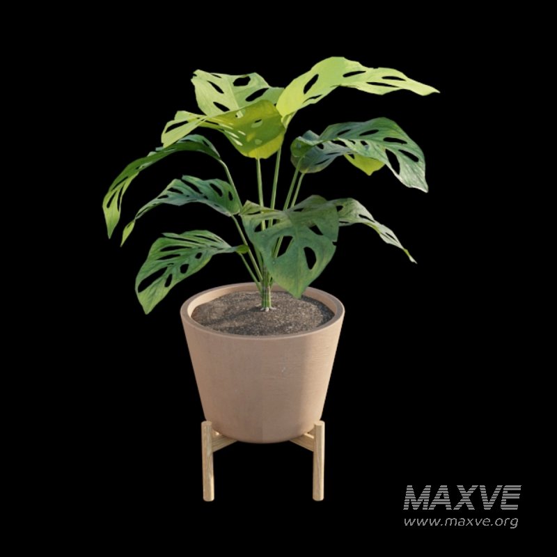 Monstera Adansonii – Swiss Cheese Plant – 02 - Image 6