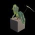 Anthurium Veitchii - Thumbnail 5
