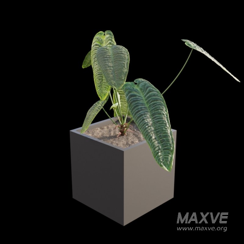Anthurium Veitchii - Image 5