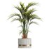AV HousePlants Areca Majesty Cat Reed Palm - Thumbnail 1
