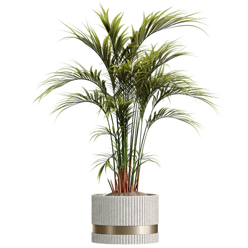 AV HousePlants Areca Majesty Cat Reed Palm - Image 1