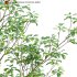 Alnus glutinosa – Common alder -01 - Thumbnail 2