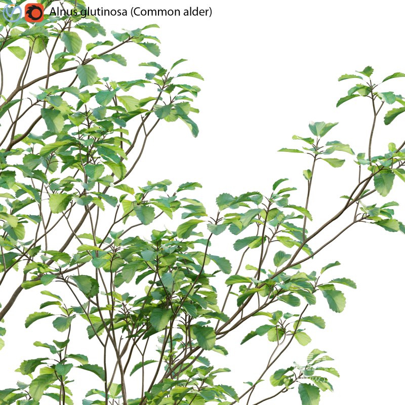 Alnus glutinosa – Common alder -01 - Image 2
