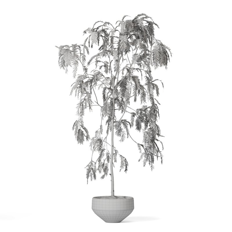 Indoor Plant Suamei - Image 2