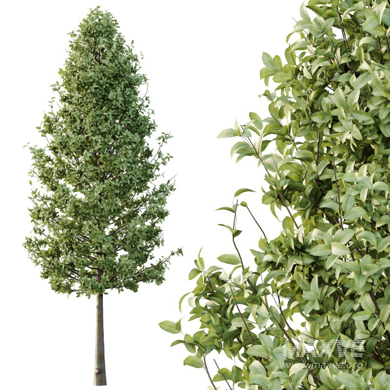 Carpinus Betulus Tree 01 - Image 2