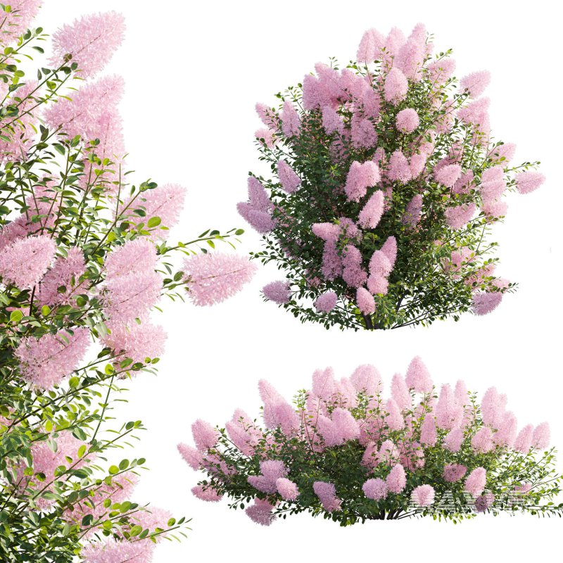 Cotinus coggygria – Smokebush 04 - Image 1