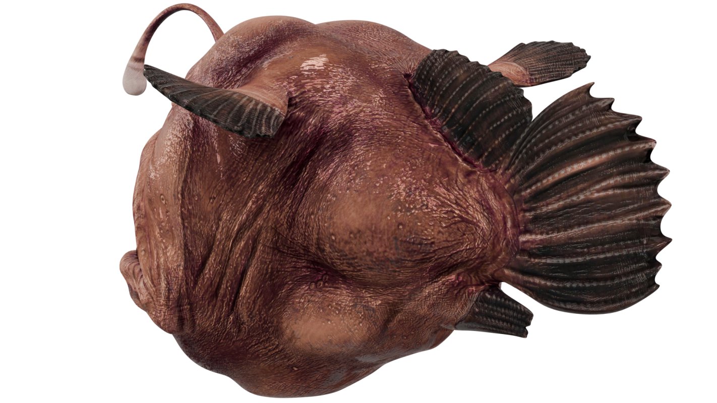 Angler Fish - Image 5