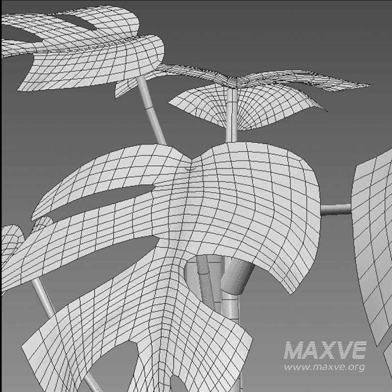 Rhaphidophora tetrasperma variegata – Mini Monstera - Image 7