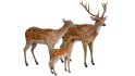 Deer Family - Thumbnail 1