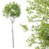 Betula Pendula Tree - Thumbnail 3