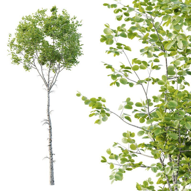 Betula Pendula Tree - Image 3
