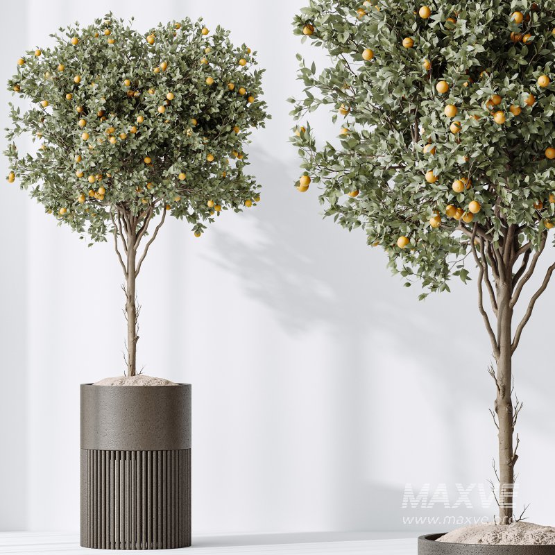 AV Indoor plants set 202 Cactus Grusonii Golden Barrel and Mandarin Citrus Fruit Orange and Mission Olive and Ficus Robusta Abidjan - Image 7