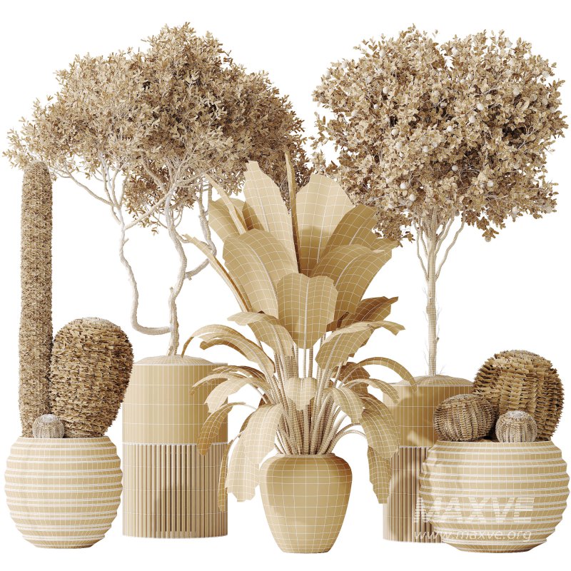 AV Indoor plants set 202 Cactus Grusonii Golden Barrel and Mandarin Citrus Fruit Orange and Mission Olive and Ficus Robusta Abidjan - Image 8