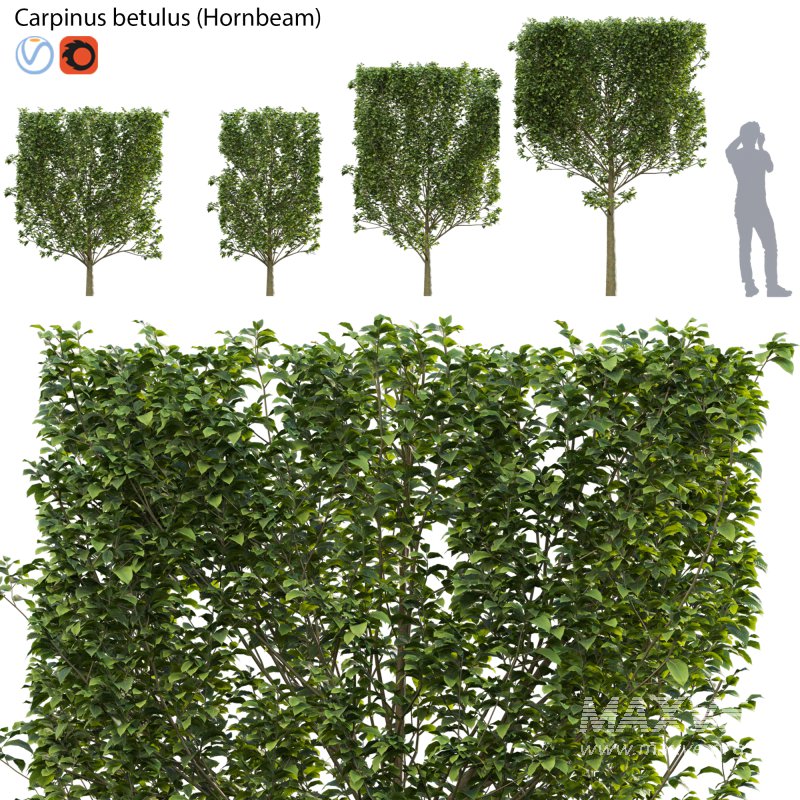 Carpinus betulus – Hornbeam – 01 - Image 1