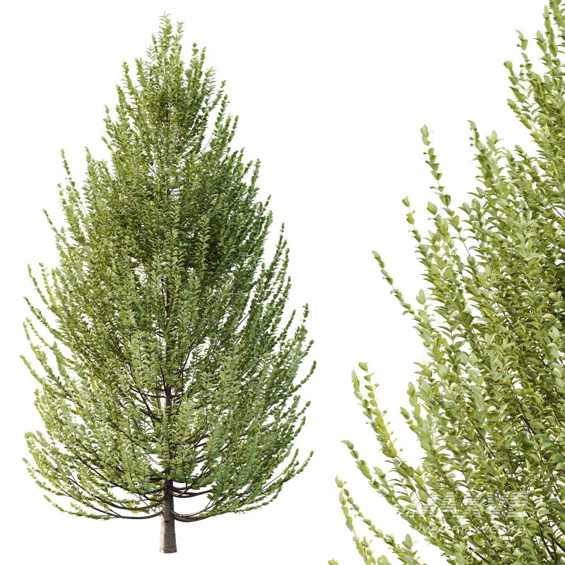 Carpinus Betulus Tree 03 - Image 5