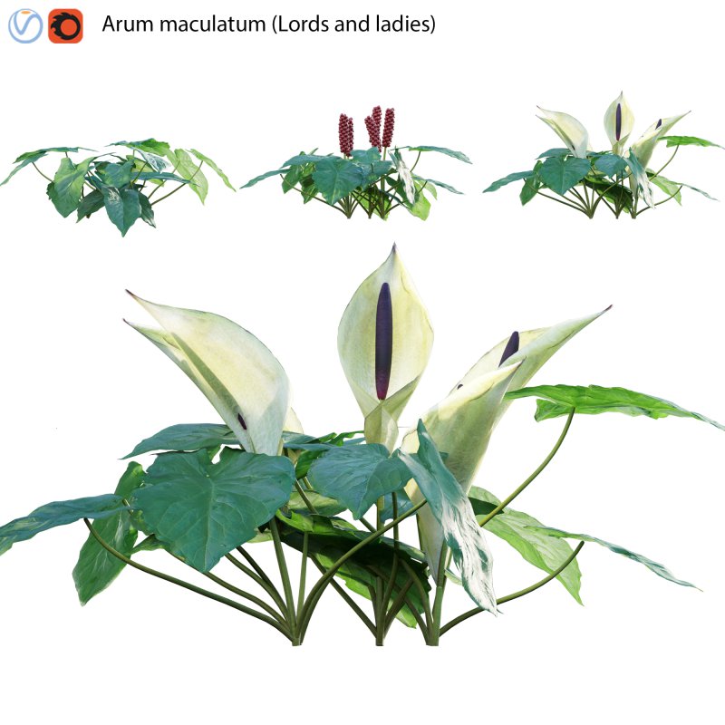 Arum maculatum – Lords and ladies – 02 - Image 1