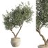 Olive Tree Indoor Plant Set.11 - Thumbnail 4