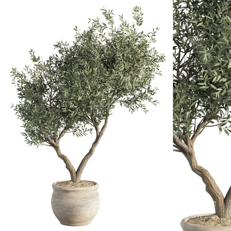 Olive Tree Indoor Plant Set.11 - Image 4
