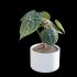 Anthurium clarinervium - Thumbnail 5