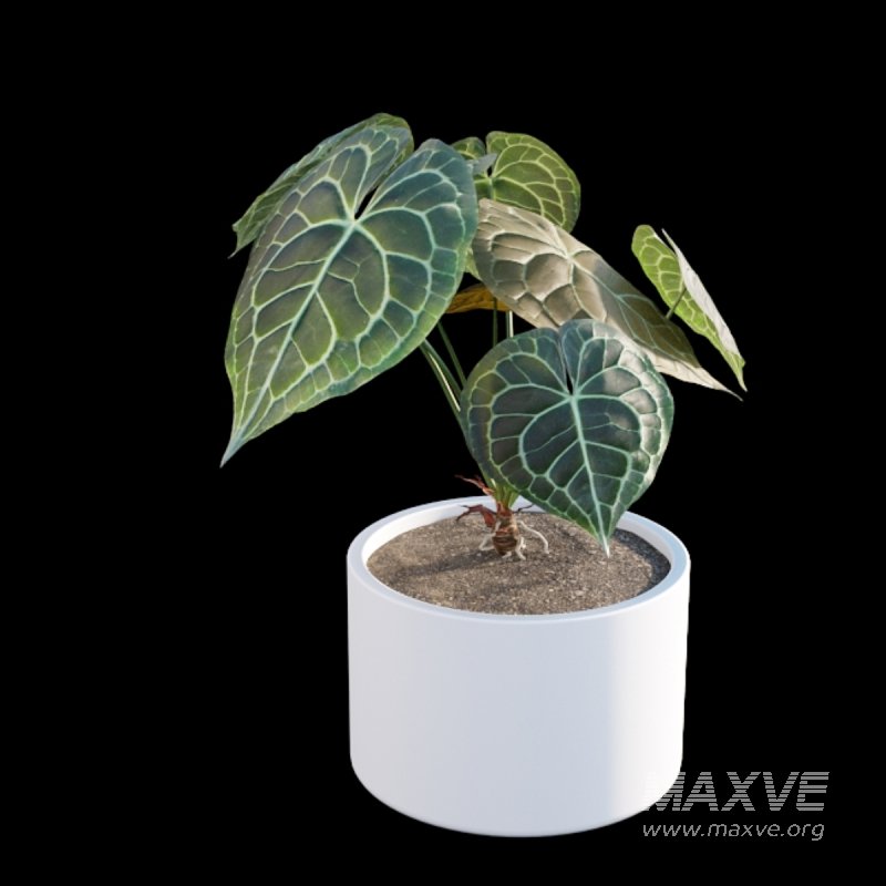 Anthurium clarinervium - Image 5