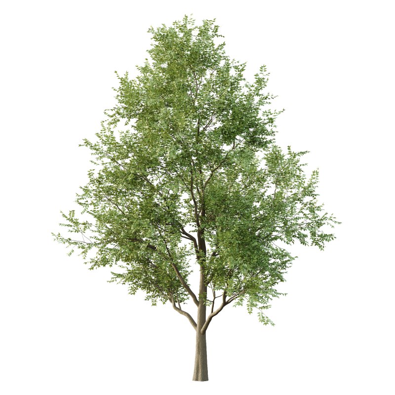 fraxinus excelsior Tree001 - Image 2