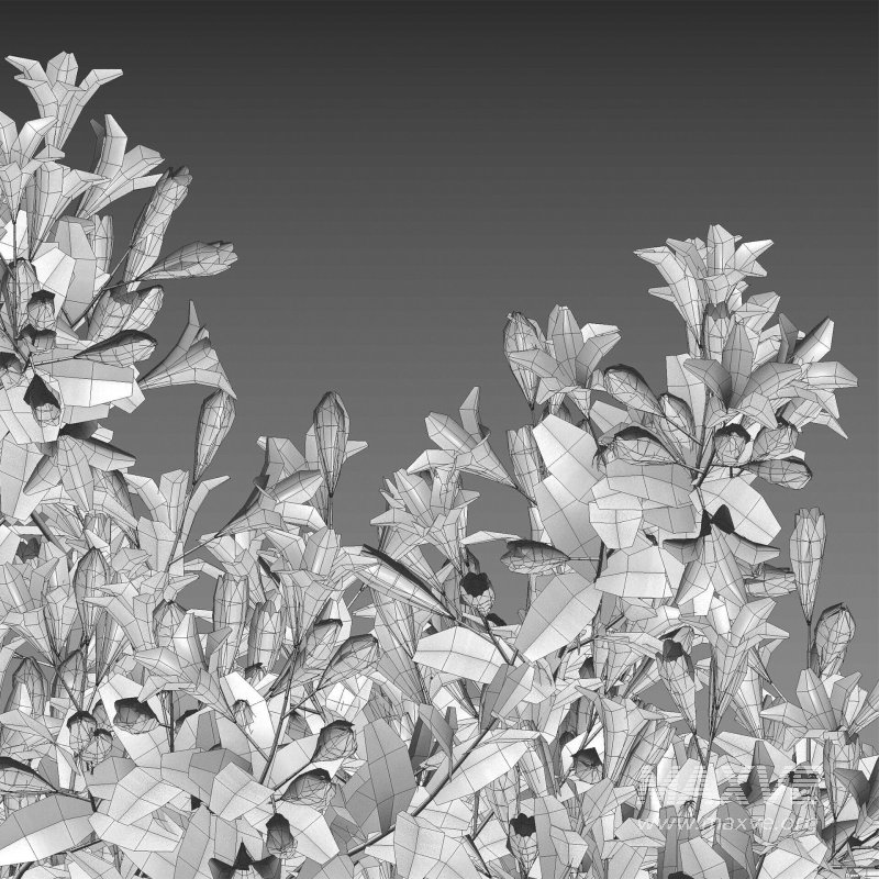 Weigela Florida 02 - Image 6