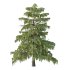 Cedrus deodara Tree 001 - Thumbnail 1