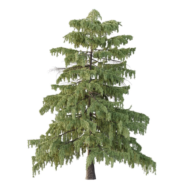 Cedrus deodara Tree 001 - Image 1