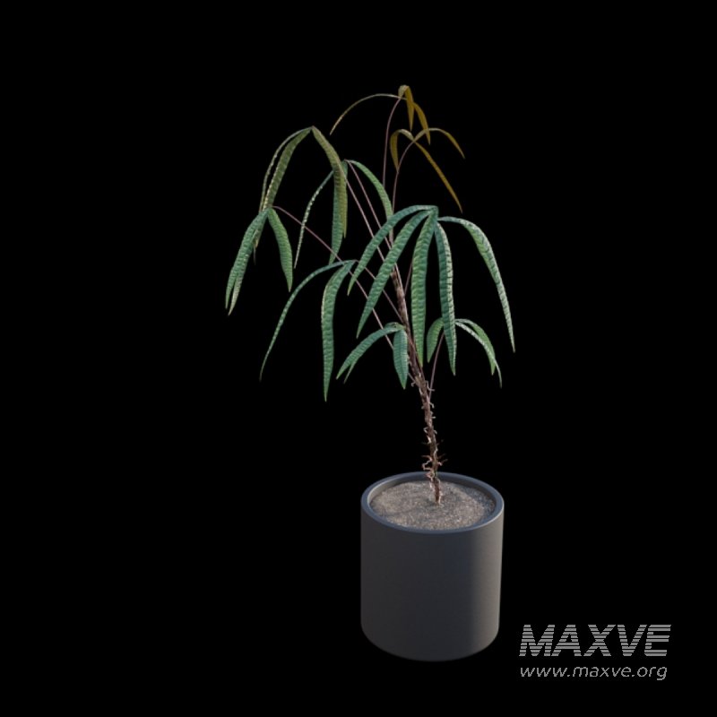 Anthurium cutucuense - Image 4