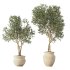Olive Tree Indoor Set.1 - Thumbnail 2
