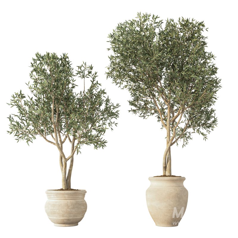 Olive Tree Indoor Set.1 - Image 2