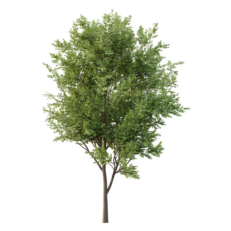 fraxinus excelsior Tree001 - Image 3