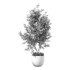 Olive Tree Indoor Plant Set.18 - Thumbnail 3