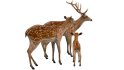 Deer Family - Thumbnail 8