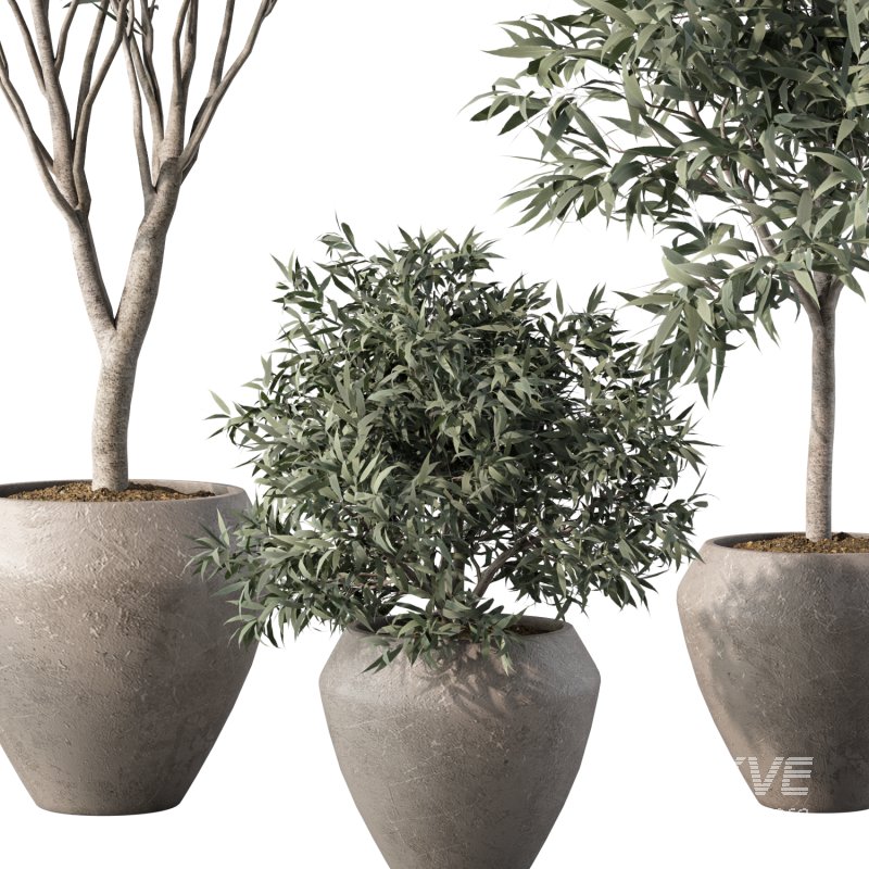 Olive Tree Indoor Plant Set.3 - Image 4