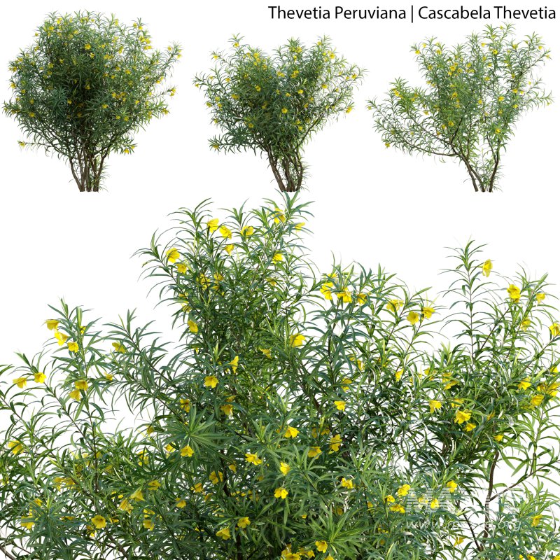 Thevetia Peruviana – Cascabela Thevetia – 02 - Image 1