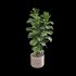 Ficus Lyrata – Ficus pandurata - Thumbnail 5