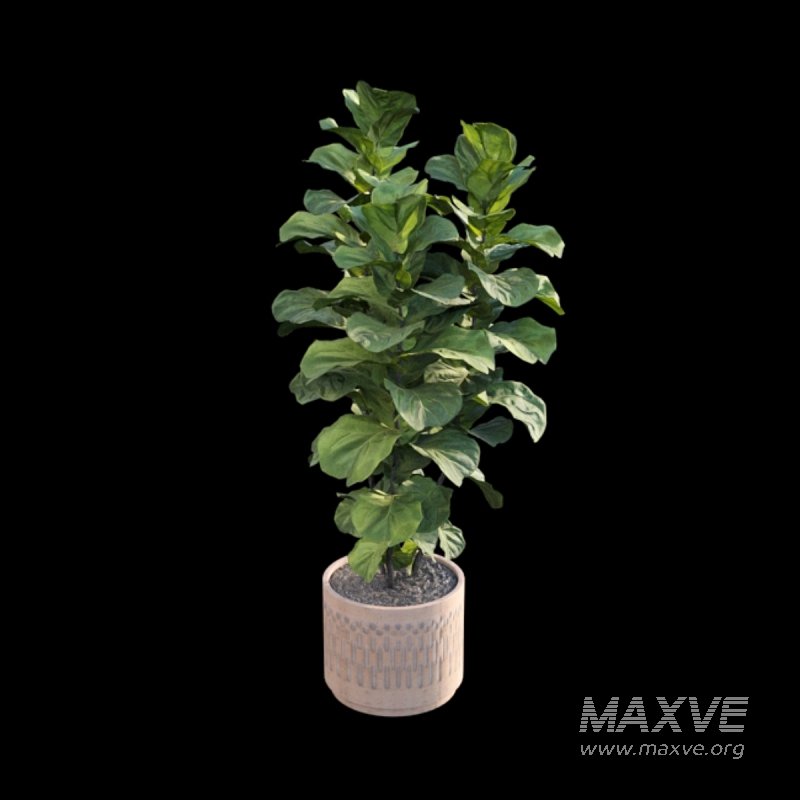 Ficus Lyrata – Ficus pandurata - Image 5