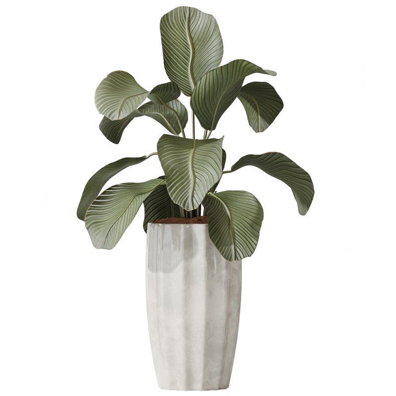 AV Indoor plants set 206 Mission Olive and Areca Palm and Yucca Elephantipes and Calathea Lutea and Dracaena Warneckii - Image 4