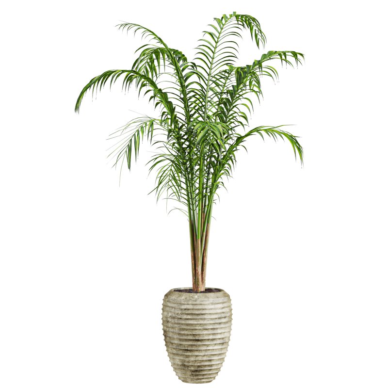 plants set - Image 3