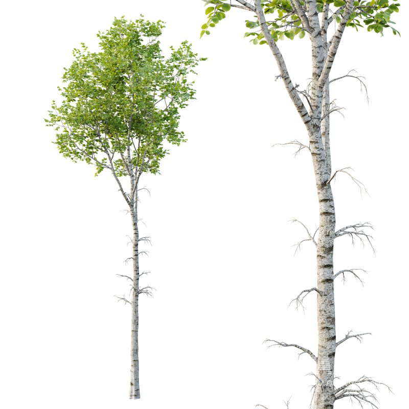 Betula Pendula Tree - Image 2