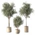 Olive Tree Indoor Plant Set.21 - Thumbnail 1