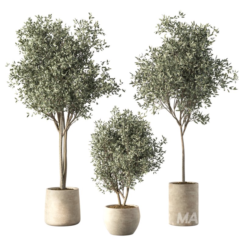 Olive Tree Indoor Plant Set.21 - Image 1