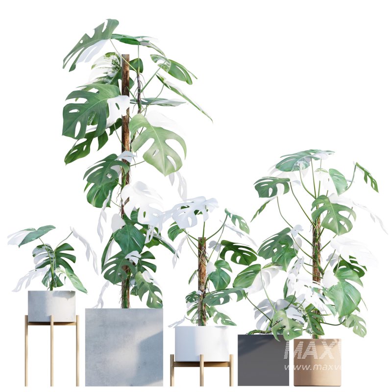 Monstera deliciosa Albo – Var - Image 1