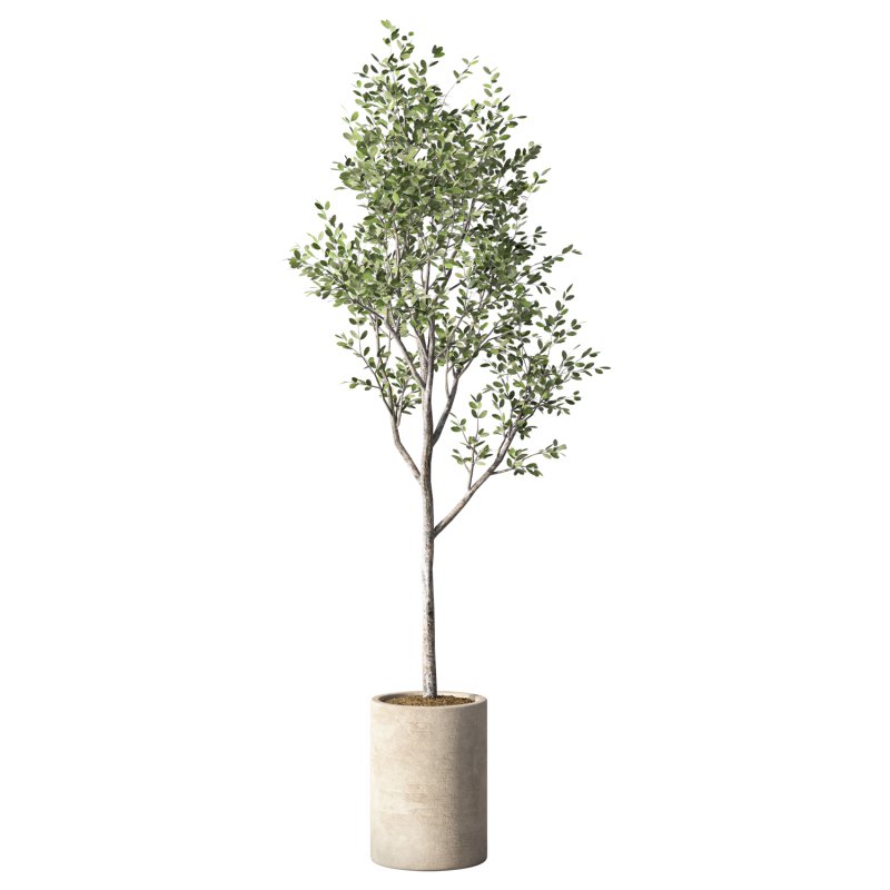 Olive Tree Indoor Plant Set.31 - Image 1