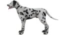 Dalmatian - Thumbnail 5