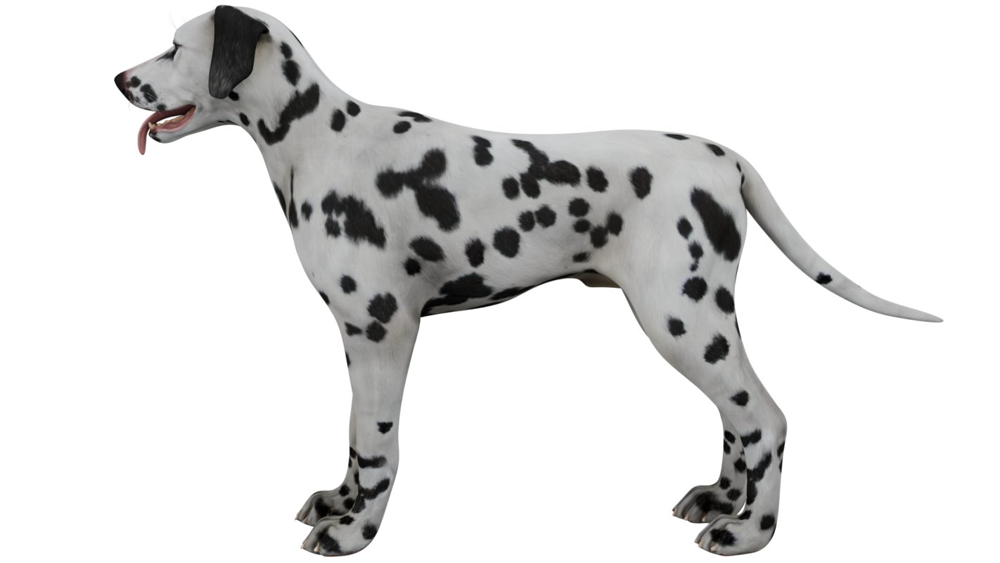 Dalmatian - Image 5