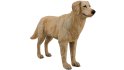 Golden Retriever - Thumbnail 6