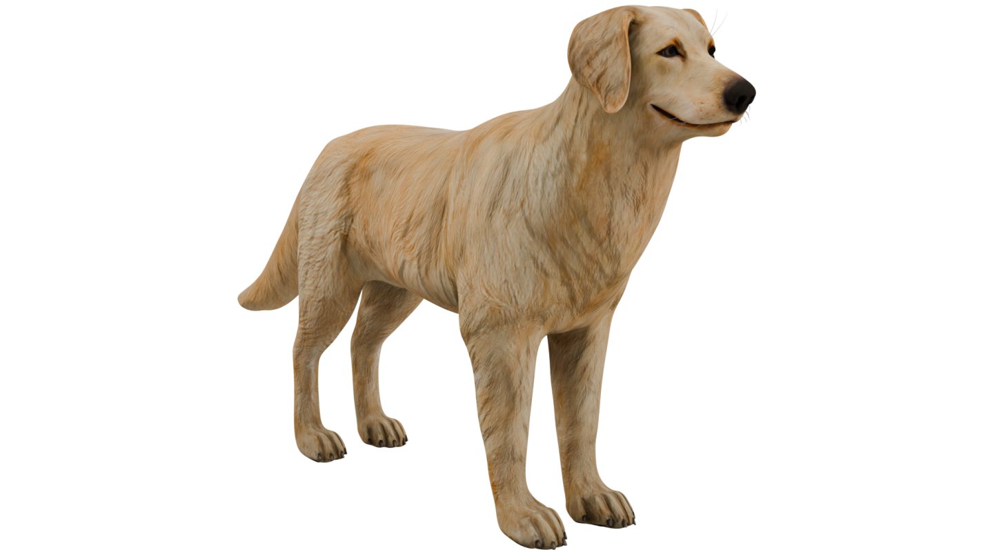 Golden Retriever - Image 6