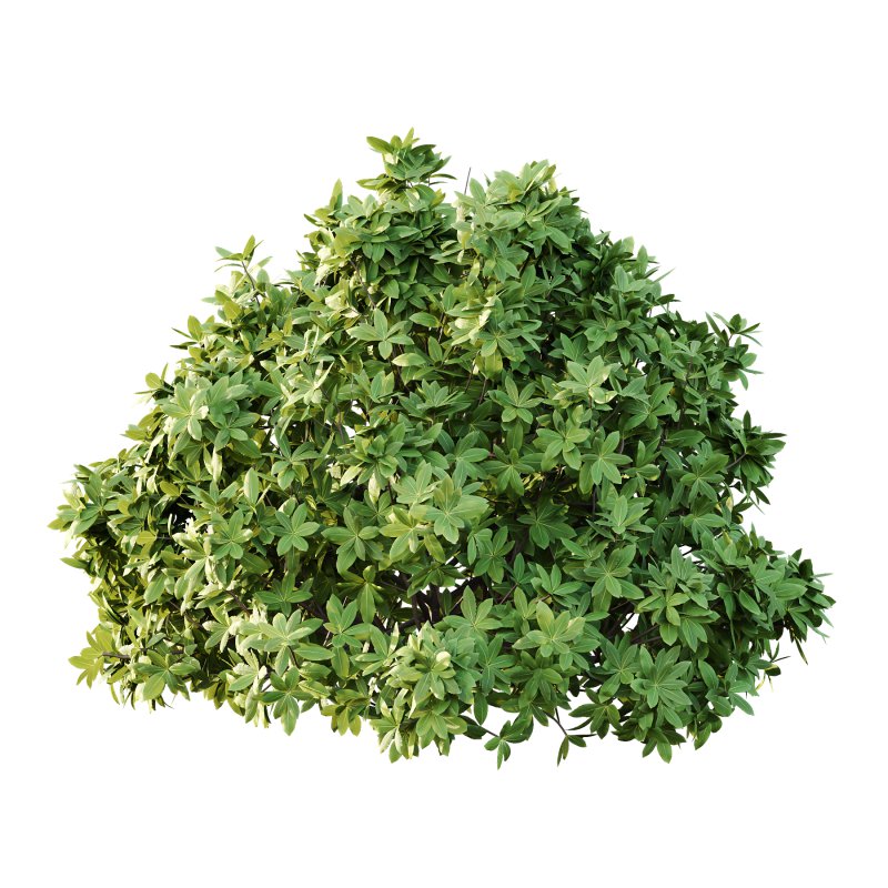 Edgeworthia chrysantha Plant Bush 02 - Image 4